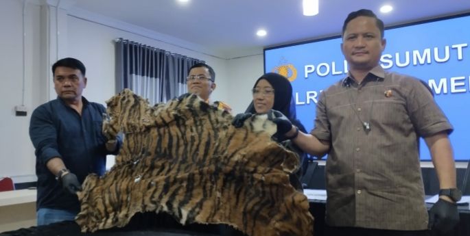 Polrestabes Medan Ungkap Perdagangan Kulit Harimau, 2 Pria Diboyong