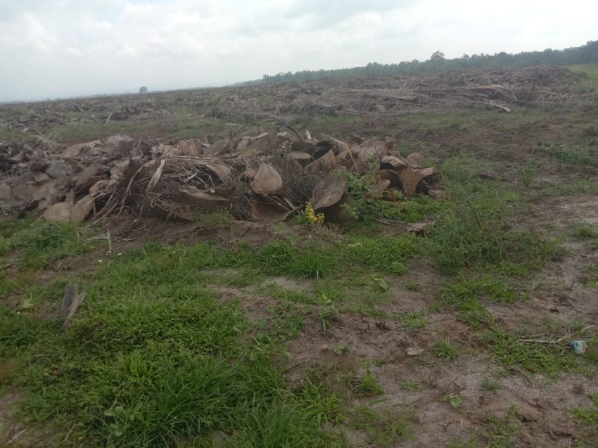 Replanting di Afd II Kebun Balimbingan Kurang Pengawasan