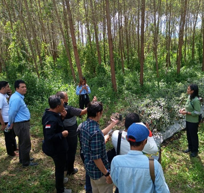 Eucalyptus Hidup Berdampingan Dengan Tumbuhan Cabe, Kopi dan lainnya