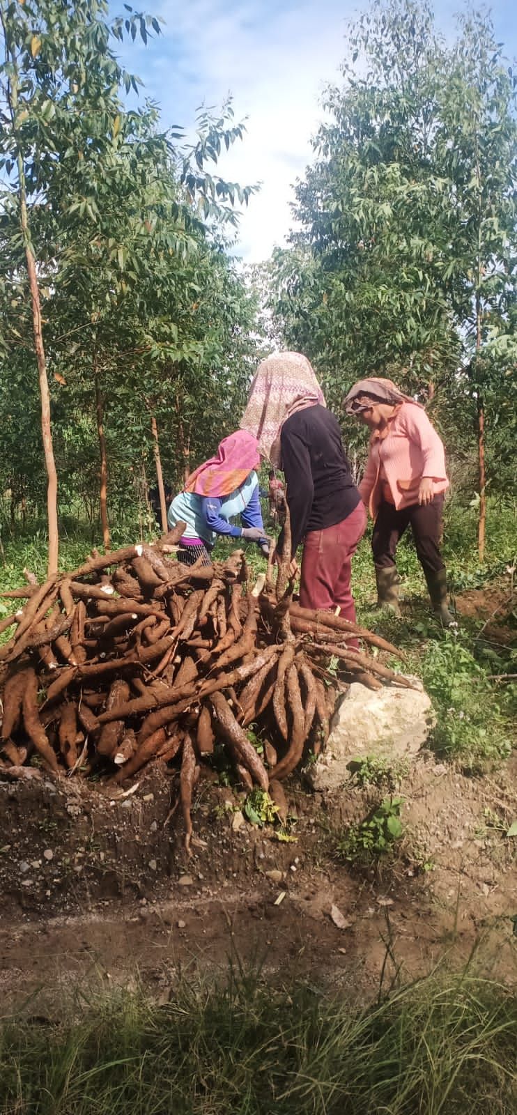 KTH Panen Perdana Tanaman Ubi dari Lahan Konsesi TPl 20 Hingga 30 Ton Perhektar