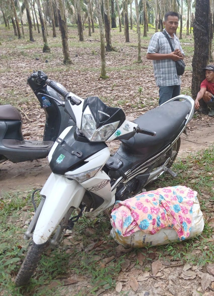 Oknum Kades Lestari Diduga Lindungi Pelaku Pencurian Aset PTPN IV Regional I Kebun Pulau Mandi