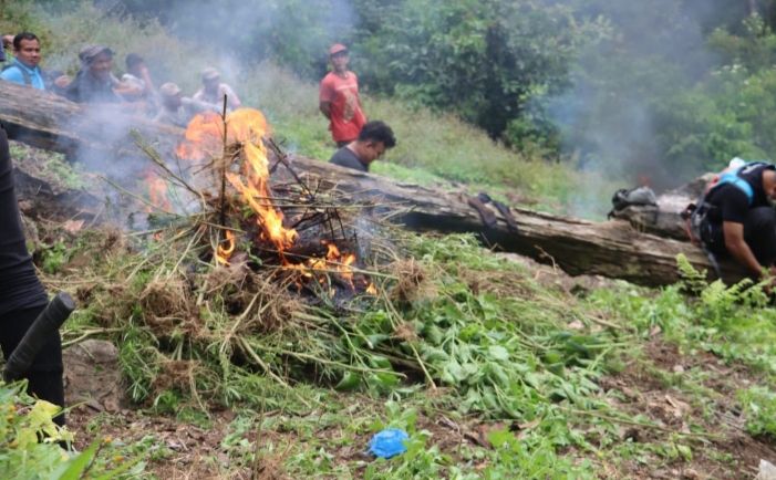 Polda Polda Sumut dan Polres Madina Musnahkan 1,5 Hektare Ladang Ganja di Bukit Tor Sihite