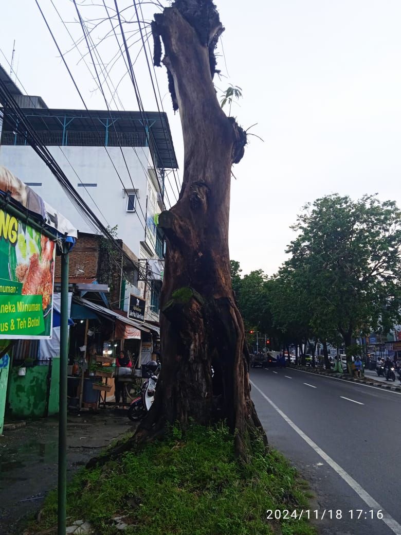 Pohon Akasia Menanti Jatuhnya Korban di Setiabudi