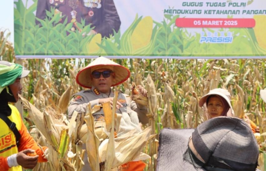 Polrestabes Medan Panen Raya Jagung Tahap I : Manfaatkan Lahan untuk Ketahanan Pangan