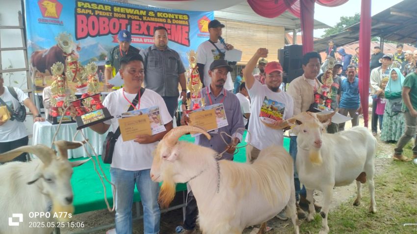 Memotivasi Peternak untuk Tetap Tumbuh dan Berkembang, Anggota DPRD Sumut Fraksi Gerindra Gelar Kontes Sapi