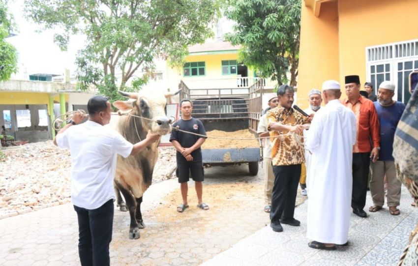 Wali Kota Binjai Serahkan Bantuan Sapi Kurban dari Presiden RI