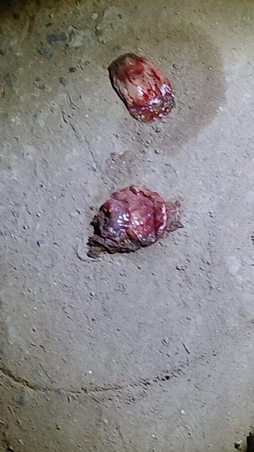 Sidourip Digegerkan Temuan 2 Jasad Orok Bayi