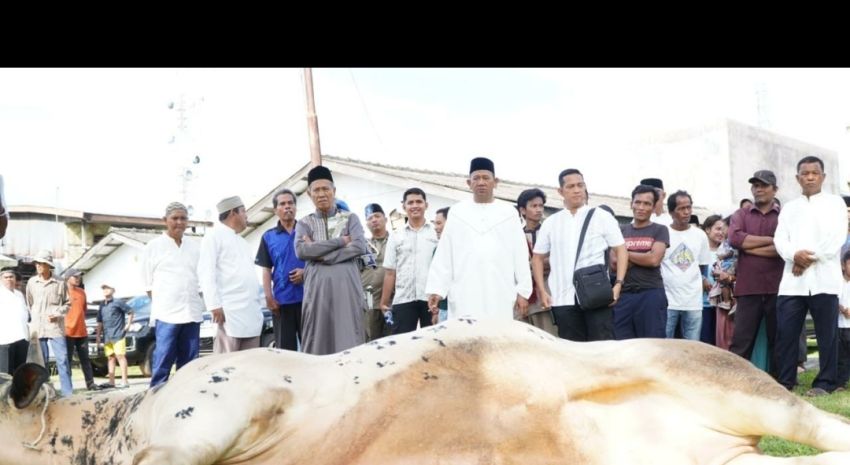 12 Sapi Qurban Bupati Ondim,Wujud Nyata Kepedulian Untuk Warga Langkat