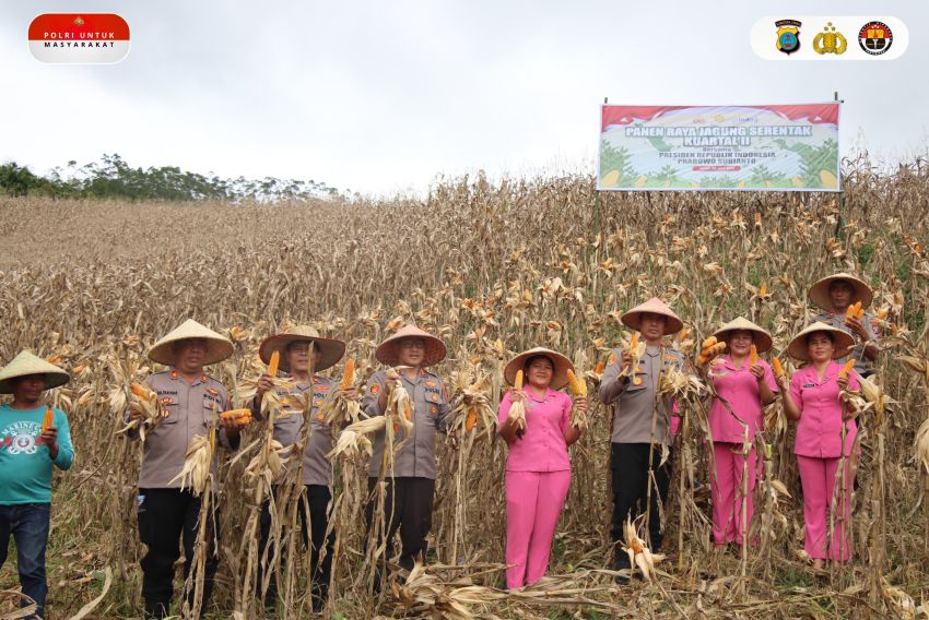 Dukung Swasembada Pangan Tahun 2025, Polres Pakpak Bharat Panen Raya Jagung Kuartal II