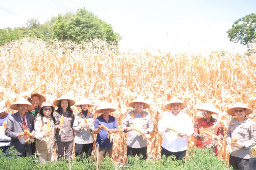 Kapolda Sumut Irjen Pol. Whisnu Hermawan Panen Jagung Program Ketahanan Pangan di Samosir