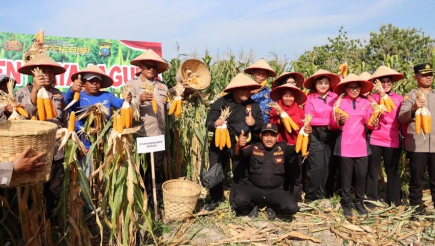 Dukung Swasembada Pangan Nasional 2025, Kapolrestabes Medan Panen Raya Jagung