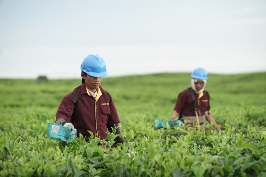 Optimalisasi Lahan Tidur Di Kebun Teh Bah Butong PTPN IV Regional II Melalui Kajian Mendalam