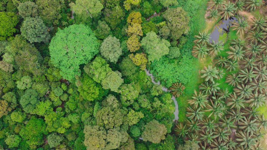 Punya 14 Ribu Ha HCV, Ini Langkah PalmCo Menjaga Spesies Langka
