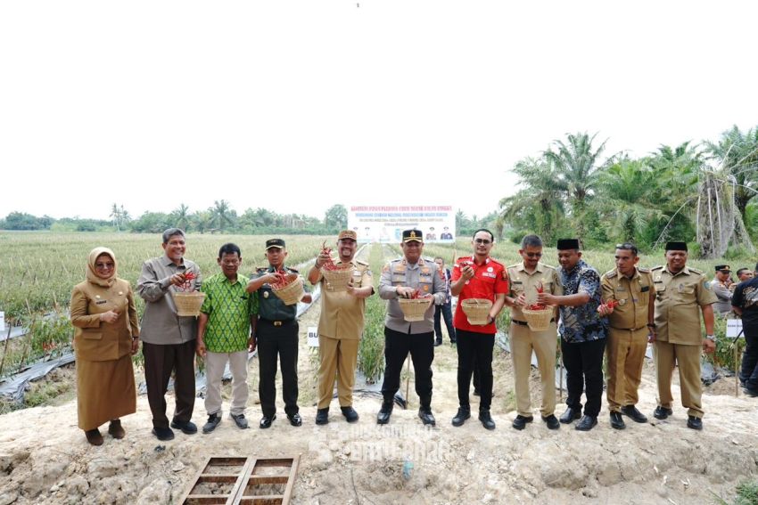 Bupati Batu Bara dan Forkopimda Lakukan Panen Cabai Bersama