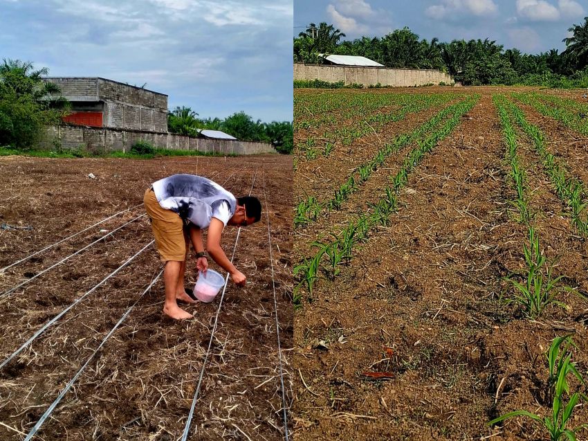 Dukung Pemerintah Daerah, Pers Dorong Ketahanan Pangan