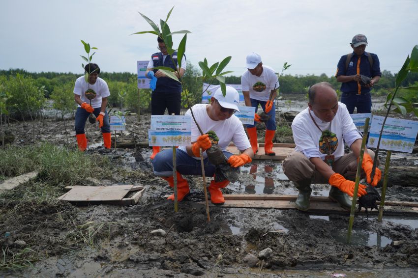 Pelindo Multi Terminal Group Tanam 11.000 Mangrove Bawa Manfaat Bagi Masyarakat