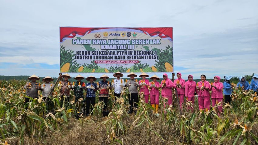 Kapolres Labusel Bersama Forkopimda Panen Raya Jagung Kuartal III