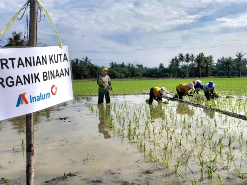 Inalum Dukung Pertanian Berkelanjutan Lewat Penerapan Metode Tani Nusantara di Kuala Tanjung