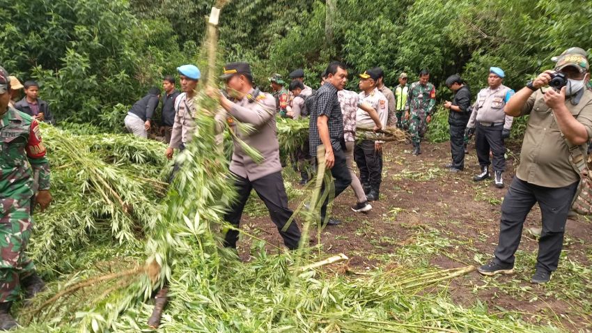 Polres Tanah Karo Temukan Ladang Ganja di Perbukitan Pancur Batu, 400 Batang Tanaman Dimusnahkan