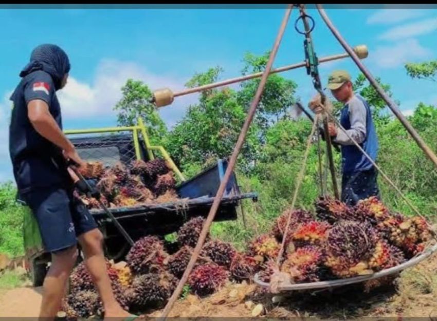 Harga TBS Naik/ Turun di Kabupaten Padang Lawas.