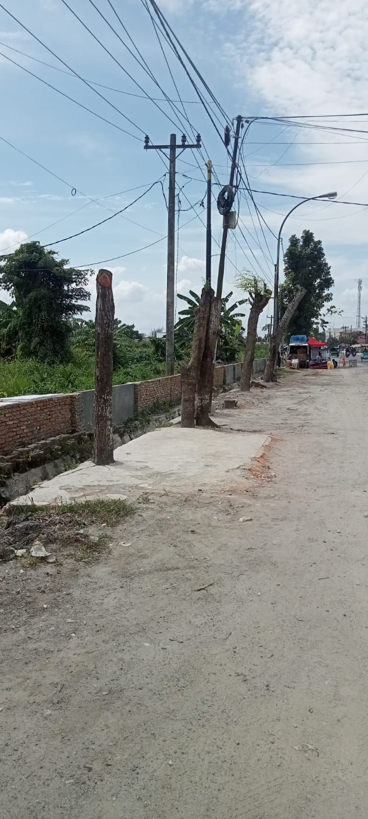 Malang Nian Nasibmu Pohon Seri, Setelah 30 Tahun Engkau Berada Kini Keberadaanmu Dianggab Tak Berarti