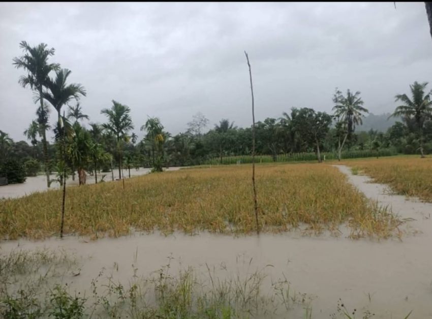 612 Ha Areal Persawahan Padi Gagal Panen Dampak Banjir Longsor Di Taput