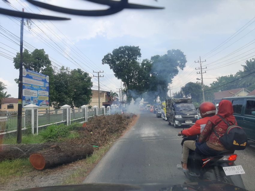Pemkab Simalungun Jual Kayu Mahoni