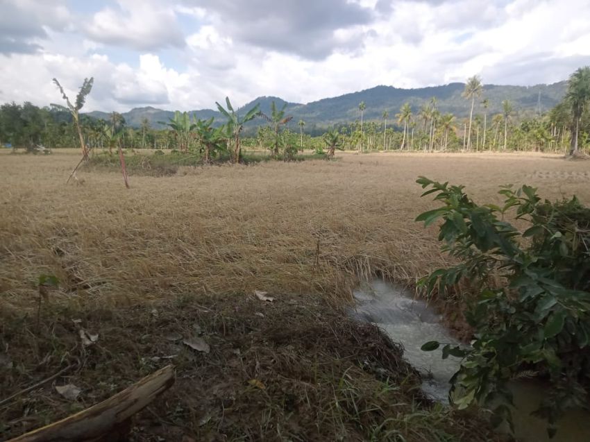 770 Hektar Lahan Sawah Rusak dan Gagal Panen Akibat Banjir-Longsor di Taput