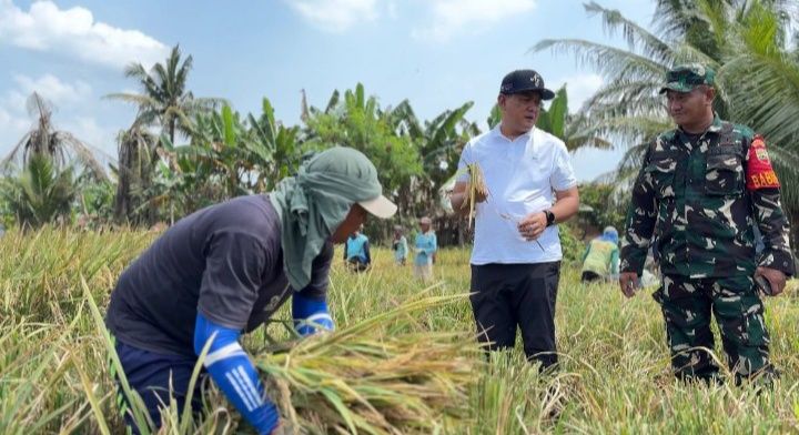 Bulog Sumut Prioritaskan Serap Gabah Langsung Dari Petani
