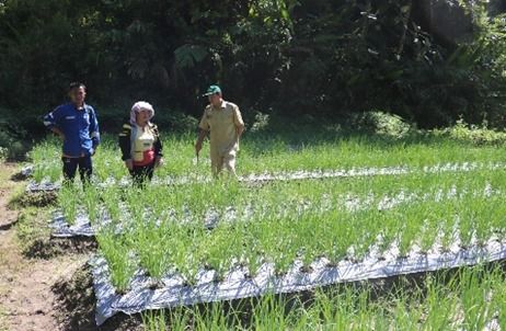 Program CSR SOL Dorong Produktivitas Bawang Merah di Pahae Jae dan Pahae Julu