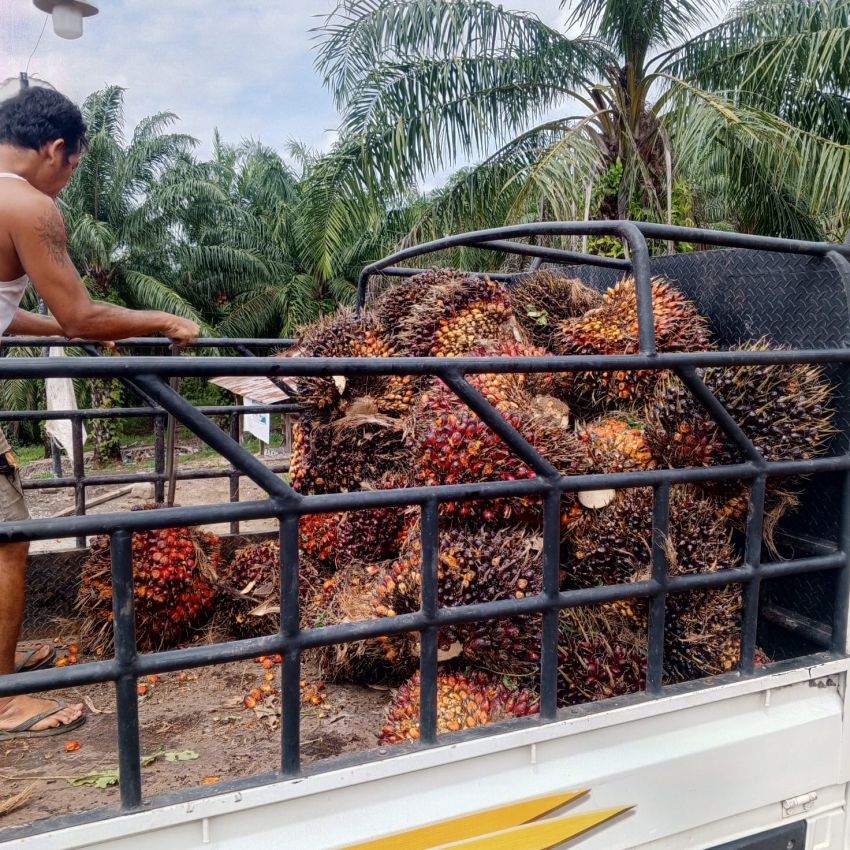 Harga TBS Sawit Naik di Padang Lawas, Turun di Batang Toru