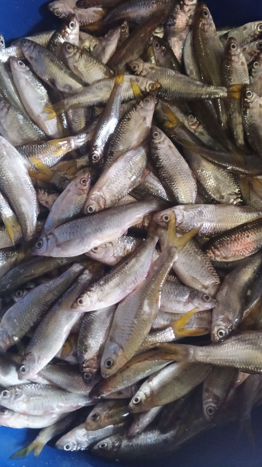 Anggota DPRD Sumut Dorong Gubernur Segera Terbitkan Peraturan Larangan Takap Ikan Kecil