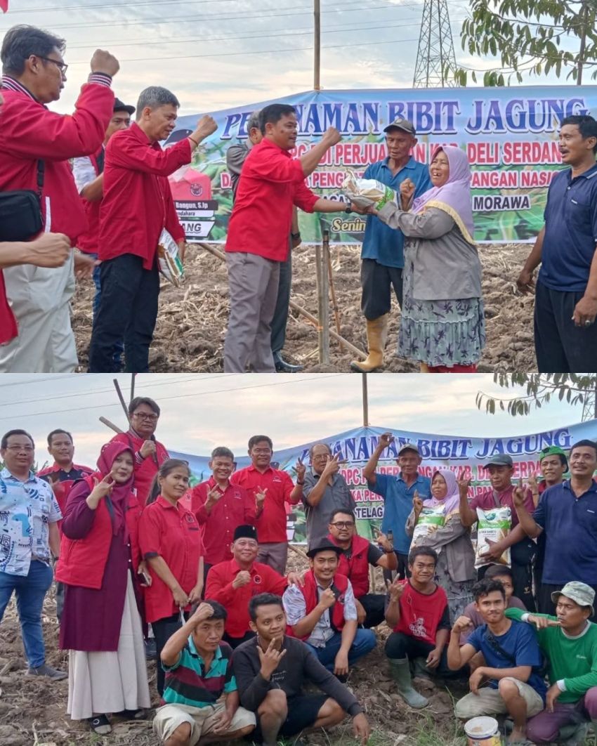 Menjaga Ketahanan Pangan, PDIP Deli Serdang Salurkan Bibit Jagung Ke Petani